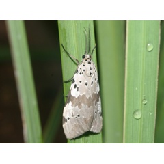 /filer/webapps/moths/media/images/N/nepheloptera_Galtara_A_Roland.jpg