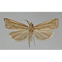 /filer/webapps/moths/media/images/L/lydia_paratype_5113a.jpg