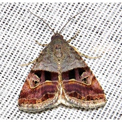 /filer/webapps/moths/media/images/A/accincta_Ozarba_A_Braun_05.jpg