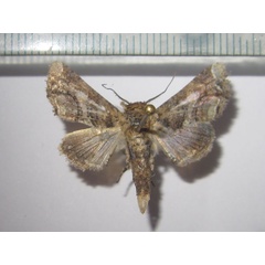 /filer/webapps/moths/media/images/G/gaedei_Eutelia_A_Bippus_03.jpg