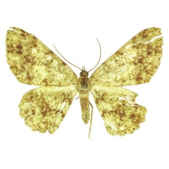 /filer/webapps/moths/media/images/M/muscivirens_Afroracotis_PTF_ANHRT.jpg