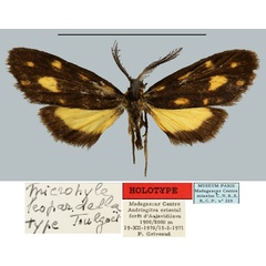 /filer/webapps/moths/media/images/L/leopardella_Microhyle_HT_MNHN.jpg