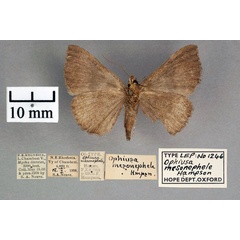 /filer/webapps/moths/media/images/M/mesonephele_Ophiusa_ST_OUMNH_02.jpg