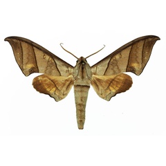 /filer/webapps/moths/media/images/T/trisecta_Polyptychus_AM_Basquin_01.jpg