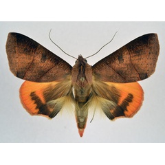 /filer/webapps/moths/media/images/R/rubricata_Thyas_A_NHMO.jpg