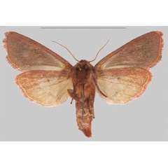 /filer/webapps/moths/media/images/M/makete_Sciomesa_HT_MNHNb.jpg