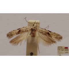 /filer/webapps/moths/media/images/M/manjakotompo_Hypatima_FHT_MNHN.jpg