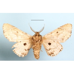 /filer/webapps/moths/media/images/D/dukei_Thiacidas_A_MGCLb_01.jpg