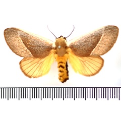 /filer/webapps/moths/media/images/A/albicosta_Latoia_AF_BMNH.jpg