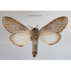 /filer/webapps/moths/media/images/P/politzari_Afroplitis_AF_MGCLb_02.JPG