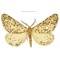 /filer/webapps/moths/media/images/A/anamesa_Nothabraxas_STM_NHMUK_01.jpg