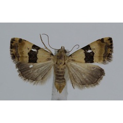 /filer/webapps/moths/media/images/M/mesozona_Pseudozarba_A_JMonks_04.jpg