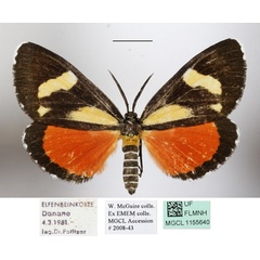 /filer/webapps/moths/media/images/A/agaristoides_Phaegorista_AM_MGCLa_01.JPG