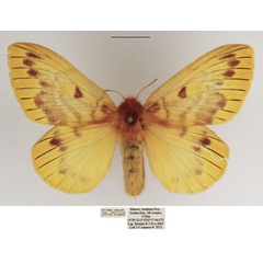 /filer/webapps/moths/media/images/P/pulchra_Lechriolepis_AF_TMSA.jpg