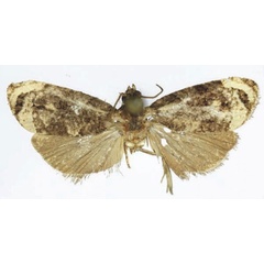 /filer/webapps/moths/media/images/T/taitana_Taiteccopsis_AM_RMCA.jpg