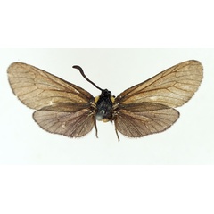 /filer/webapps/moths/media/images/A/abessynica_Epiorna_AF_TMSA.jpg