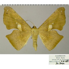 /filer/webapps/moths/media/images/M/maculosata_Xenimpia_AF_ZSM_02.jpg