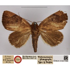 /filer/webapps/moths/media/images/P/phaeopepla_Westermannia_HT_NHMUK.jpg