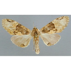 /filer/webapps/moths/media/images/S/sjoestedti_Stemmatophalera_A_RMCA_01.jpg