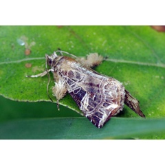 /filer/webapps/moths/media/images/Y/yerburii_Callopistria_A_Simon.jpg