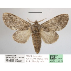 /filer/webapps/moths/media/images/B/basalis_Desmeocraera_A_MGCLa_01.JPG