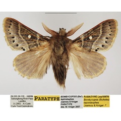 /filer/webapps/moths/media/images/T/tephrobaphes_Bombycopsis_PTM_TMSA_04.jpg