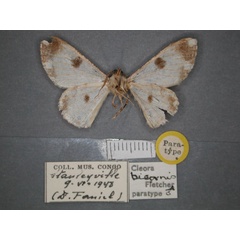 /filer/webapps/moths/media/images/B/bicornis_Cleora_PT_RMCA_02.jpg