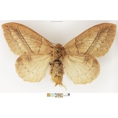 /filer/webapps/moths/media/images/S/sordida_Philotherma_STF_NHMUK.jpg