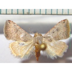 /filer/webapps/moths/media/images/V/viettei_Eublemma_A_Bippus_02.jpg