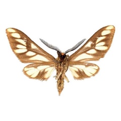 /filer/webapps/moths/media/images/S/sanikaroa_Thyretes_HT_ZSMb.jpg