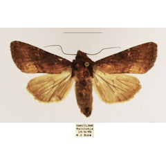 /filer/webapps/moths/media/images/D/dipterigidia_Apospasta_AF_TMSA_02.jpg