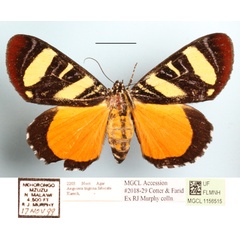 /filer/webapps/moths/media/images/T/tigrina_Aegocera_AF_MGCLa_01.JPG