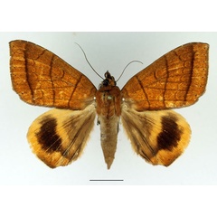 /filer/webapps/moths/media/images/C/catocalina_Achaea_AF_Basquin.jpg