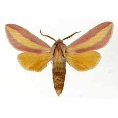 /filer/webapps/moths/media/images/A/afra_Leucophlebia_AM_Basquin_03.jpg