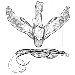 /filer/webapps/moths/media/images/T/tephrosiella_Phodoryctis_GM_Triberti-etal_2024_40_u0I5E2W.jpg