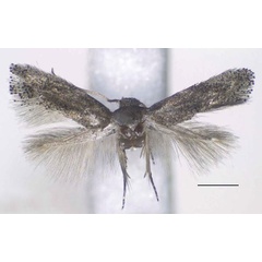 /filer/webapps/moths/media/images/A/aculeata_Urodeta_HT_RMCA.jpg