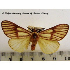 /filer/webapps/moths/media/images/V/venata_Anaphe_A_OUMNH_02.jpg