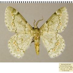 /filer/webapps/moths/media/images/I/insularis_Mimandria_AM_ZSMa.jpg