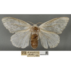 /filer/webapps/moths/media/images/P/pruinosa_Leucoma_HT_NHMUKa.jpg