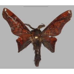 /filer/webapps/moths/media/images/M/martinnemcekae_Opisthoheza_HT_Muller.jpg
