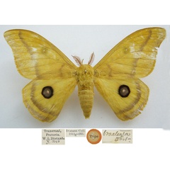 /filer/webapps/moths/media/images/B/bracteata_Antheraea_HT_NHMUKa.jpg