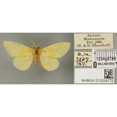 /filer/webapps/moths/media/images/S/silacea_Euproctis_PT_BMNH_02a.jpg