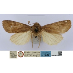 /filer/webapps/moths/media/images/A/abyssinica_Aspidifrontia_HT_BMNH_AenlkNL.jpg