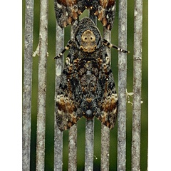 /filer/webapps/moths/media/images/A/atropos_Acherontia_A_Roland_01.jpg