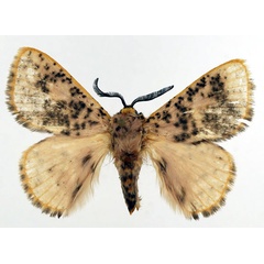/filer/webapps/moths/media/images/N/nigromaculata_Chrysopoloma_AM_Basquin_02.jpg