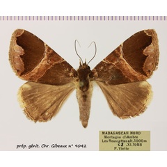/filer/webapps/moths/media/images/L/lenzi_Achaea_AF_MNHN.jpg