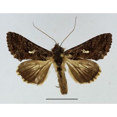 /filer/webapps/moths/media/images/L/limbirena_Ctenoplusia_AM_Basquin.jpg