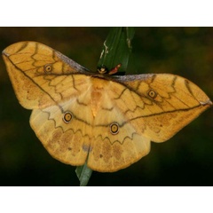 /filer/webapps/moths/media/images/F/flavivitta_Pselaphelia_A_Wursten.jpg