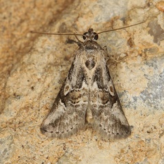 /filer/webapps/moths/media/images/M/mediorufa_Zebeeba_A_Heyns_02.jpg