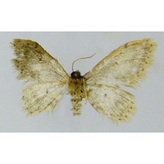 /filer/webapps/moths/media/images/M/monticola_Idaea_HT_ZSMb.jpg